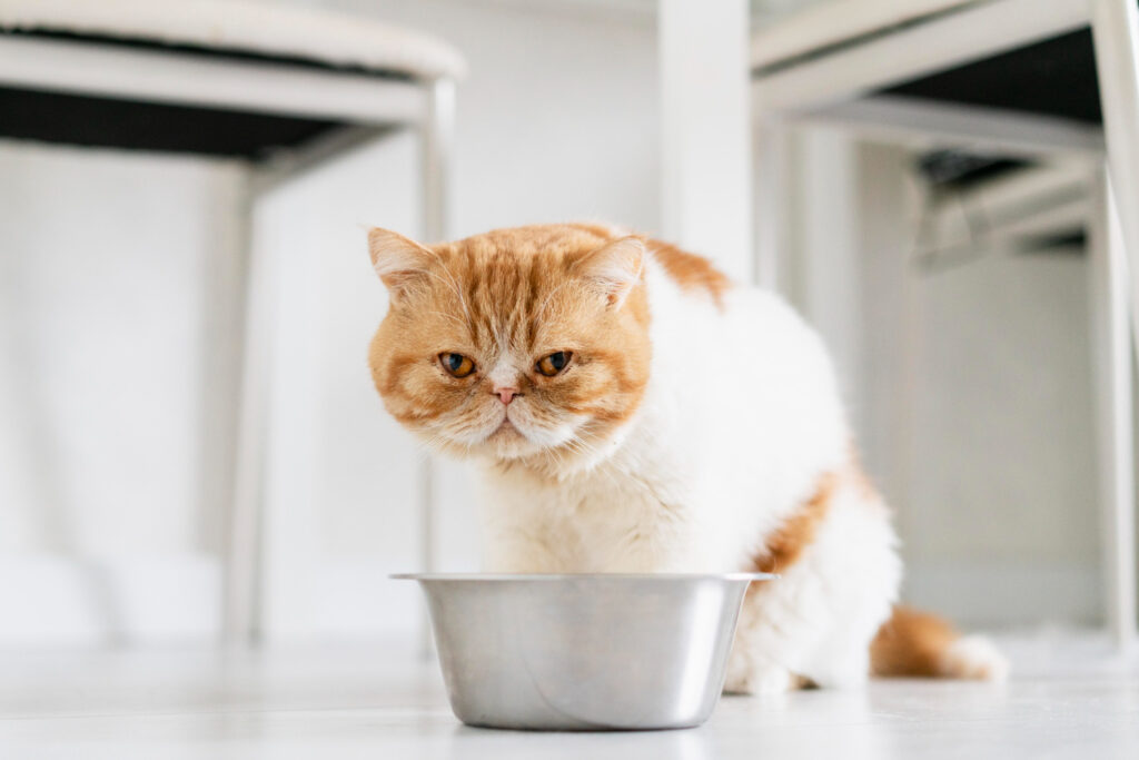 cat waiting by empty bowl