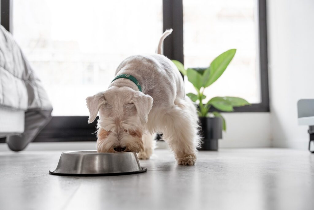 Dog Eating