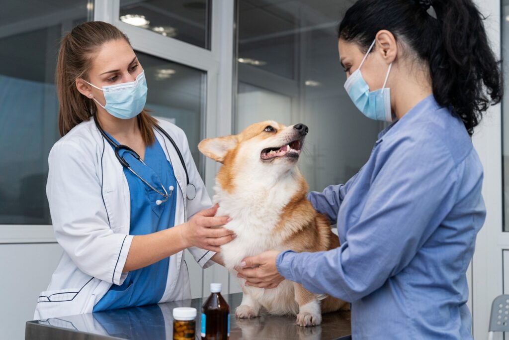 Dog Vet