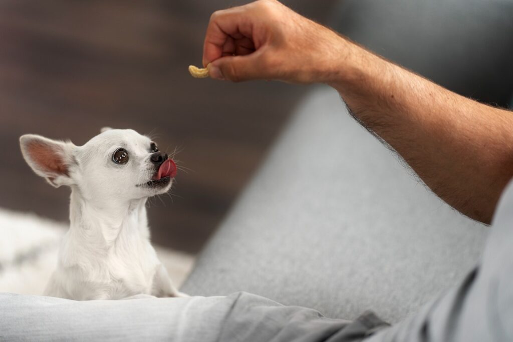 dog treat