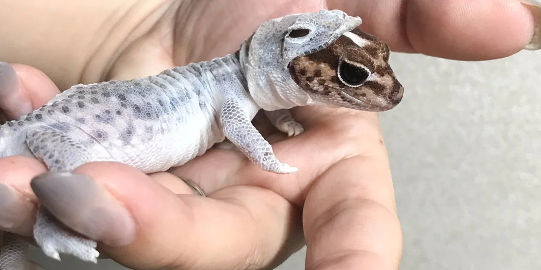 Pet Lizard Shed Skin