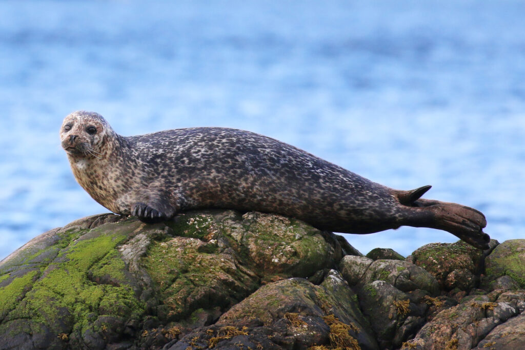 Harbor seal
