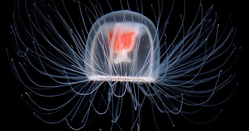 Immortal Jellyfish