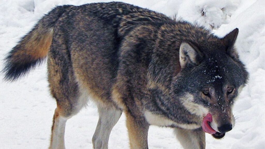 Eurasian wolf