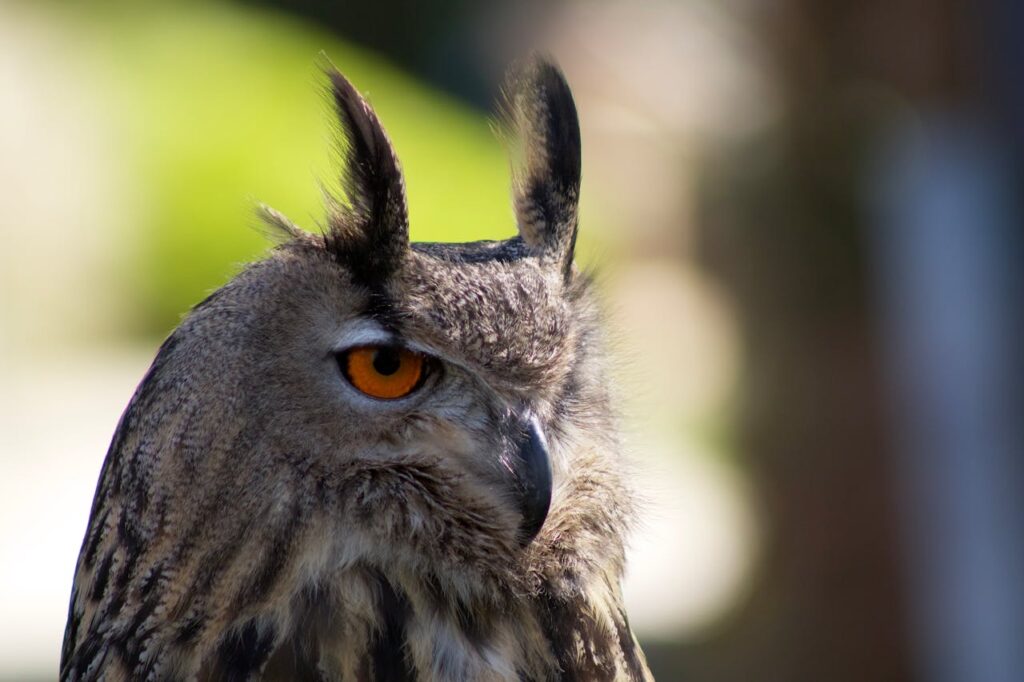 Great Horned Owl