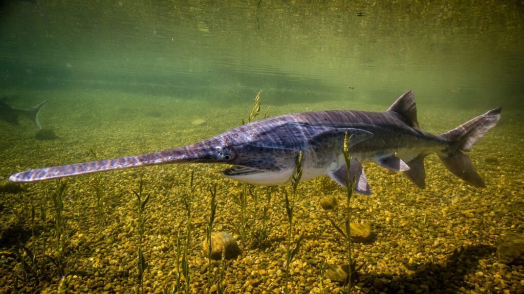 American Paddlefish