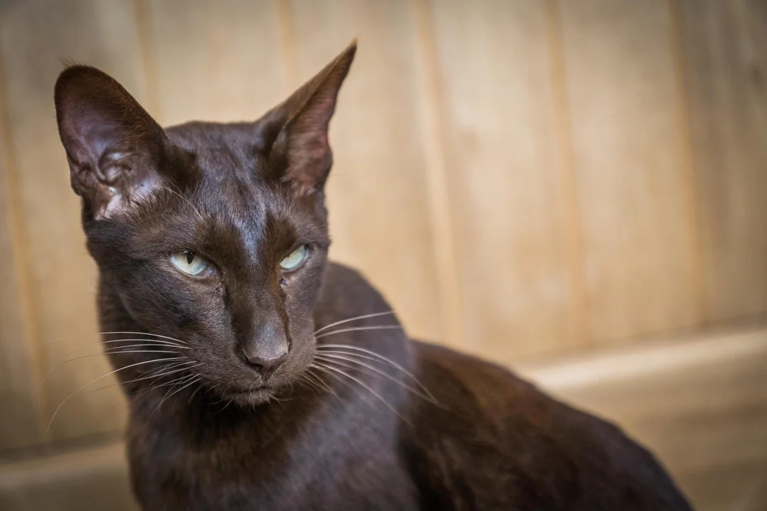 Havana Brown cat