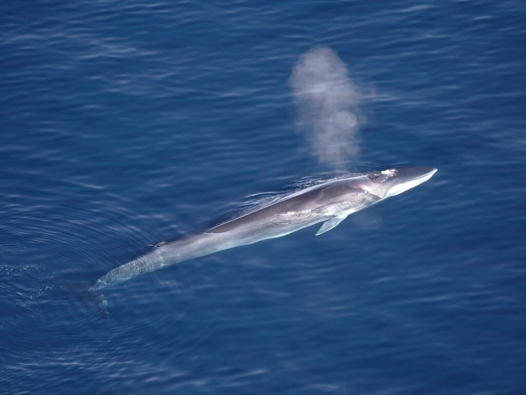 Finback Whale
