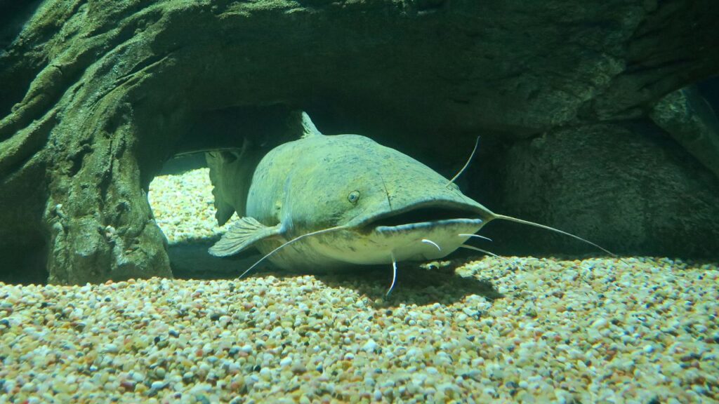 Flathead catfish