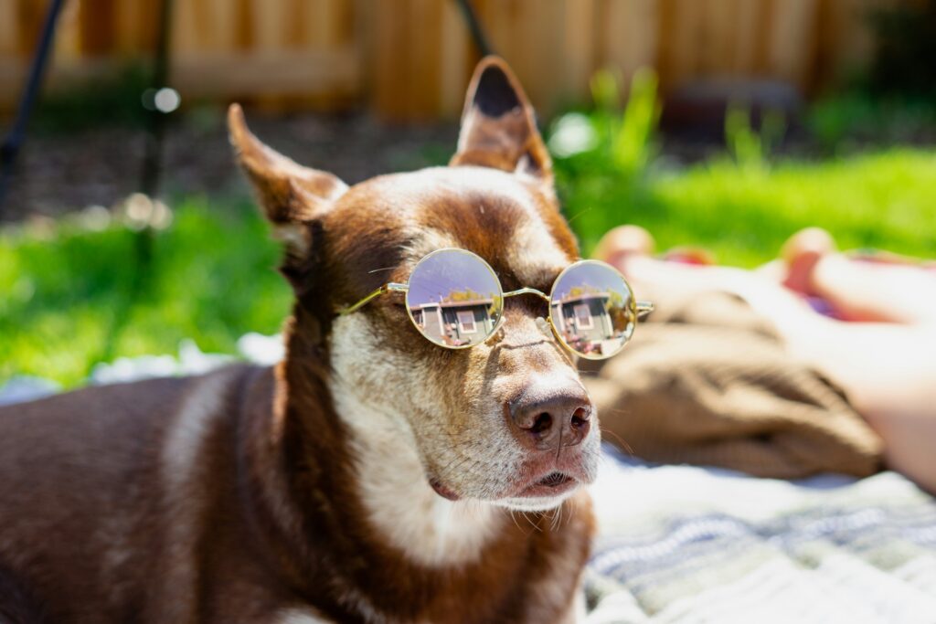 Dog with Sunglasses