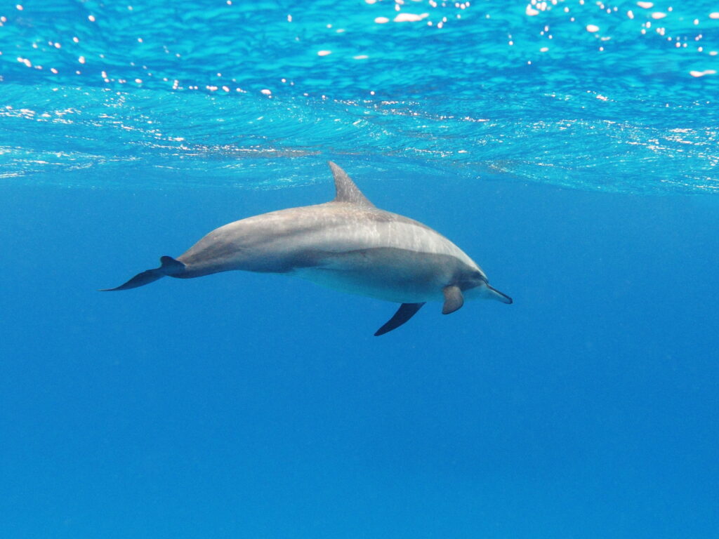 Spinner dolphin [Red Sea, Egypt]