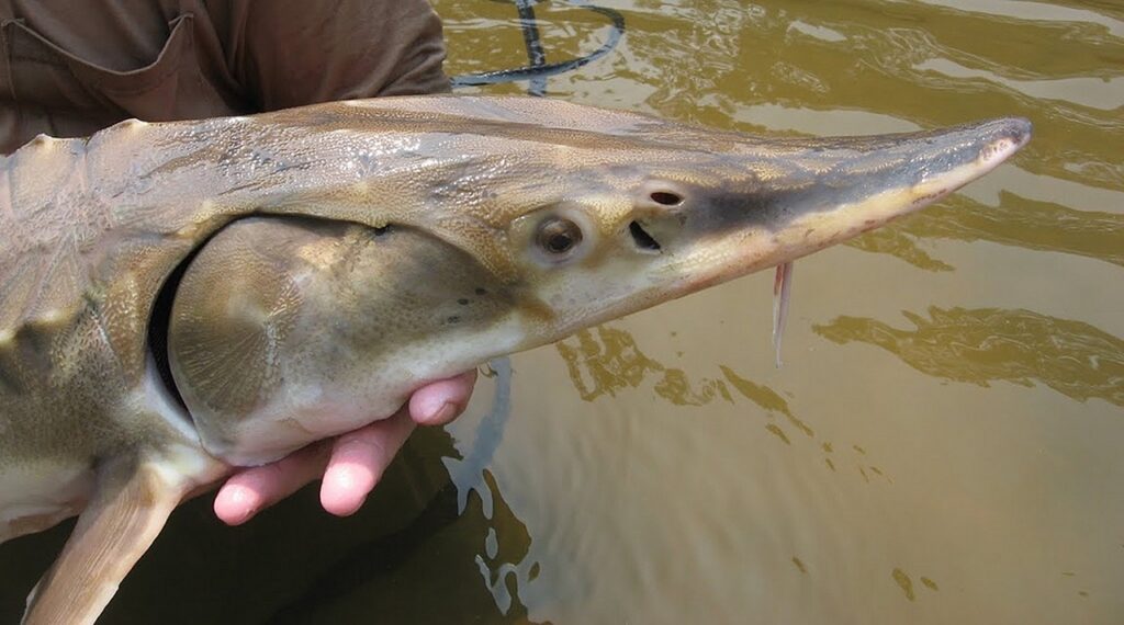 Gulf Sturgeon