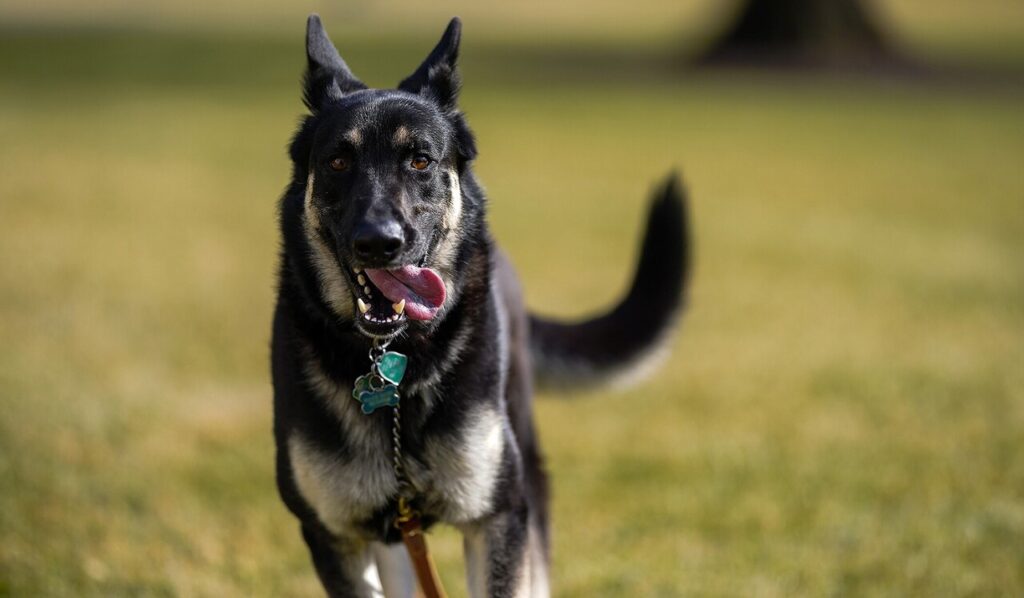 Closeup of Joe Biden's Dog Major