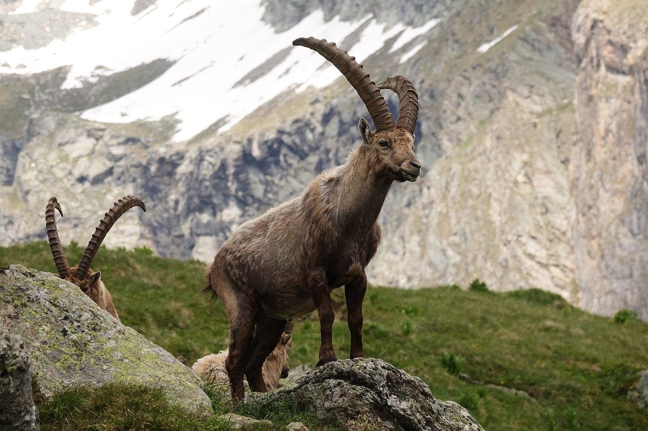 Ibexes