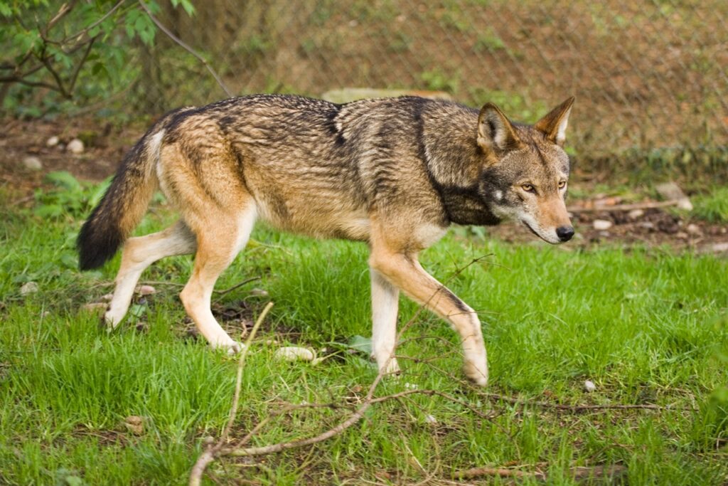 Red Wolf