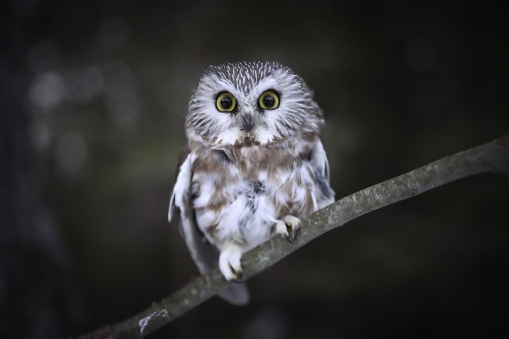 Northern_Saw-Whet_Owl