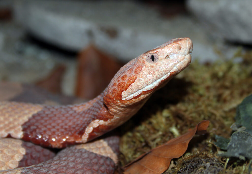 copperhead