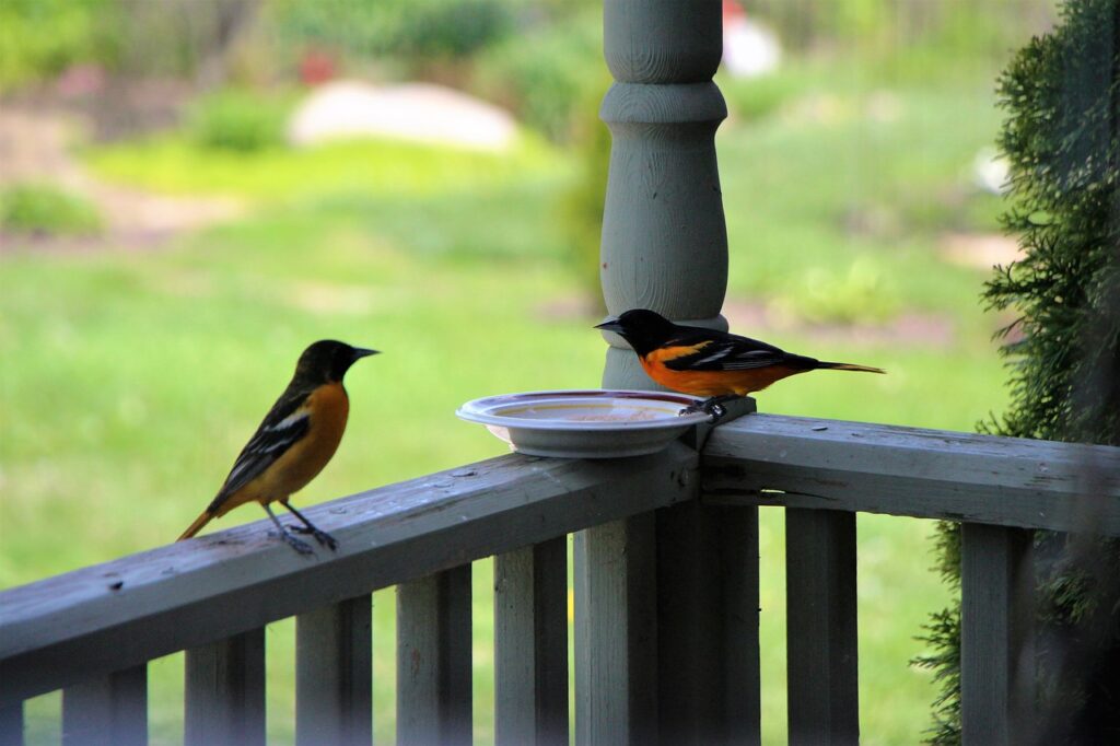  Oriole Drinking