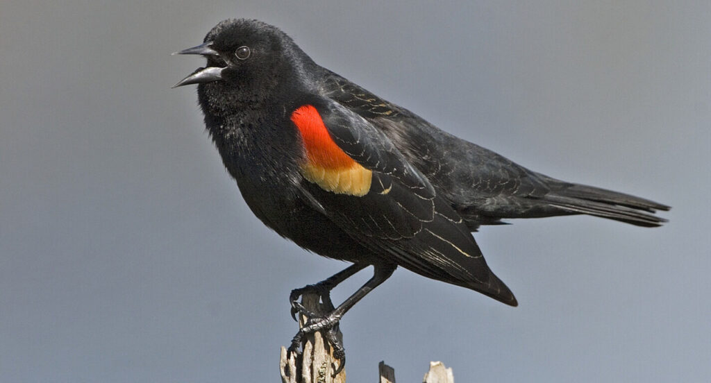 A Male Red-winged Blackbird