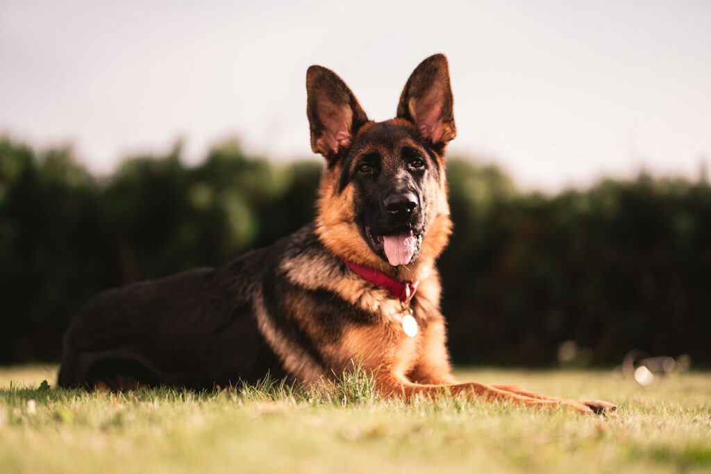 German Shepherd