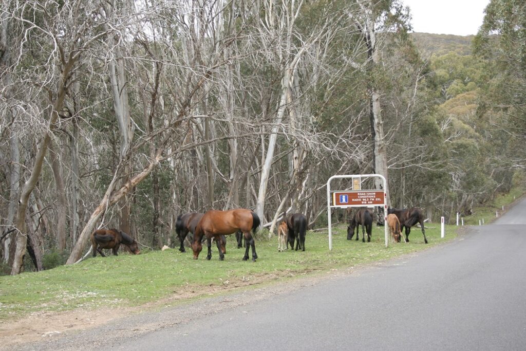 Brumbie Horse