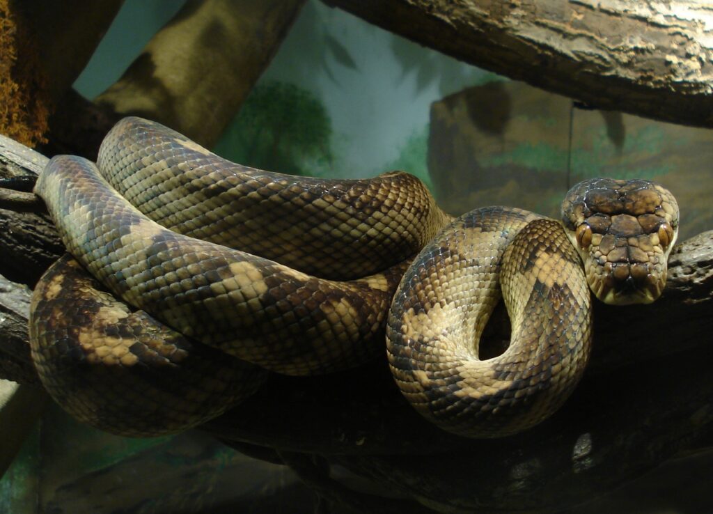 Amethystine_Python-2