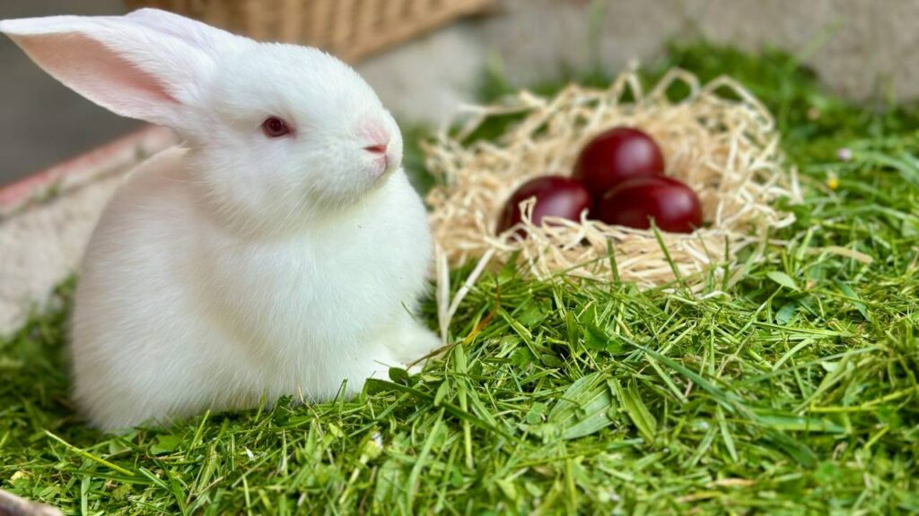 Rabbit eating berry