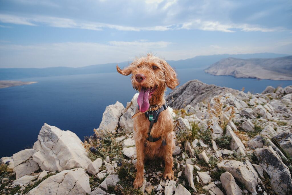 Dog Hiking