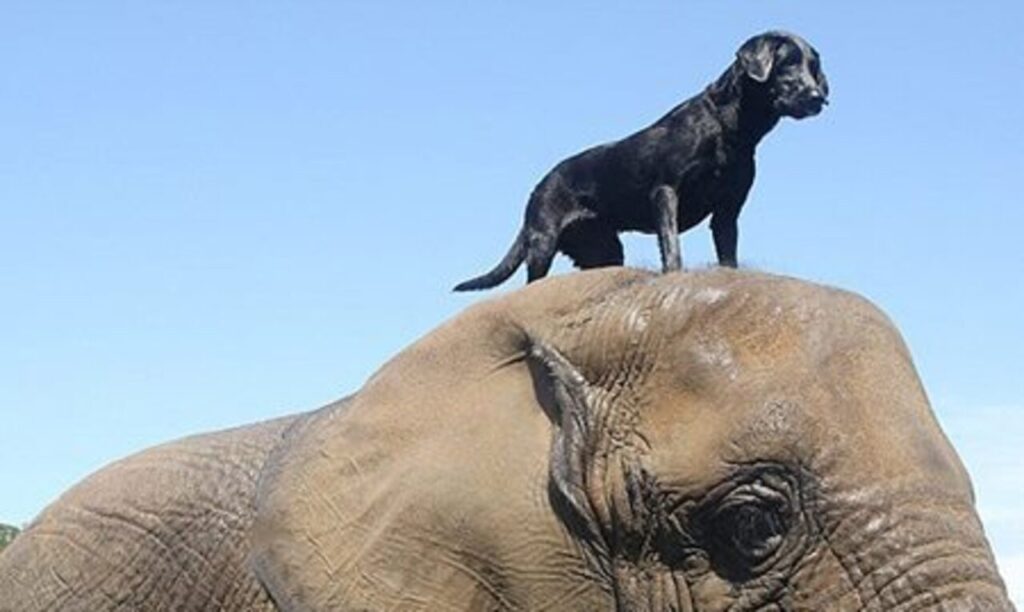 Dog on an Elephant