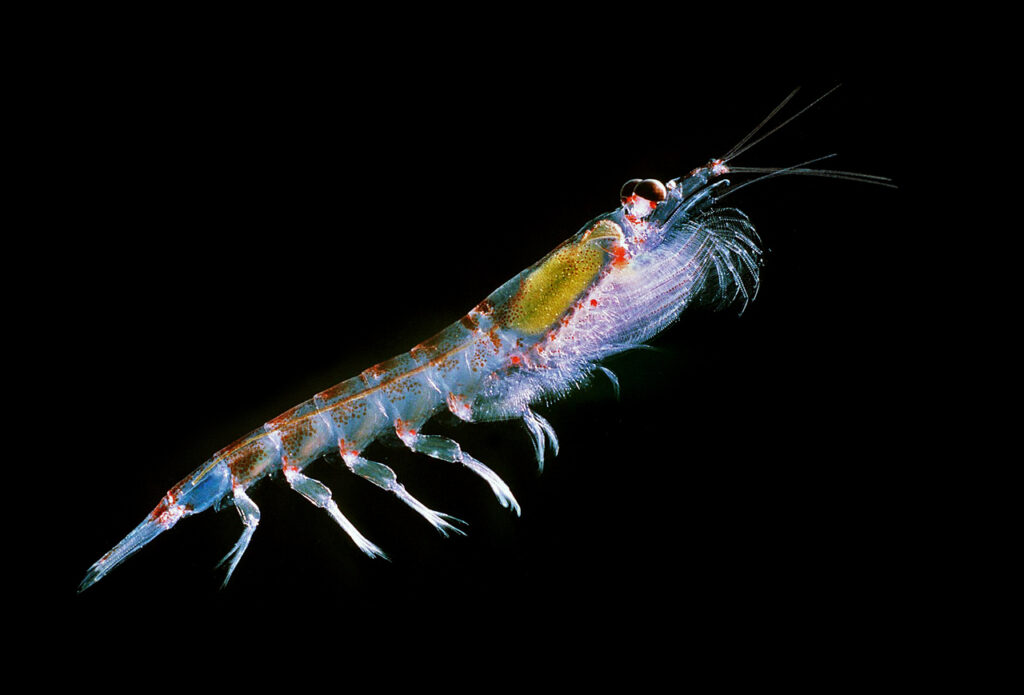 Antarctic_krill_(Euphausia_superba)-2