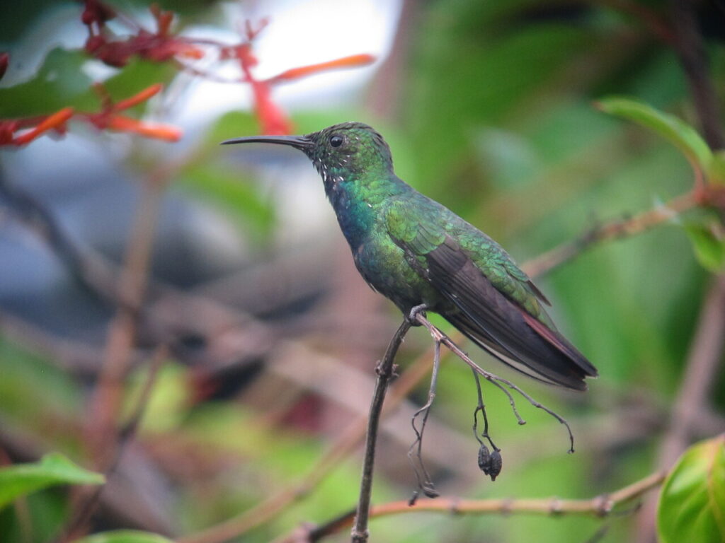 Green breasted mango
