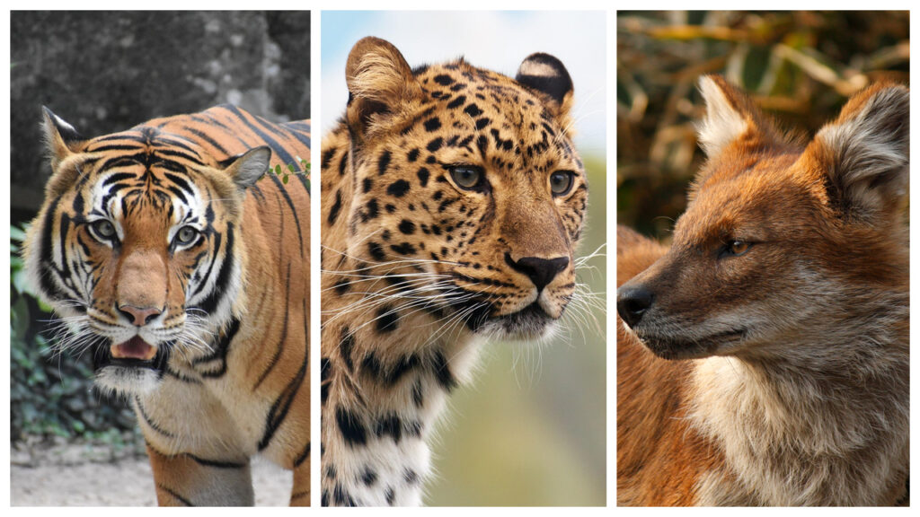 A Tiger, a Leopard, and Dhole