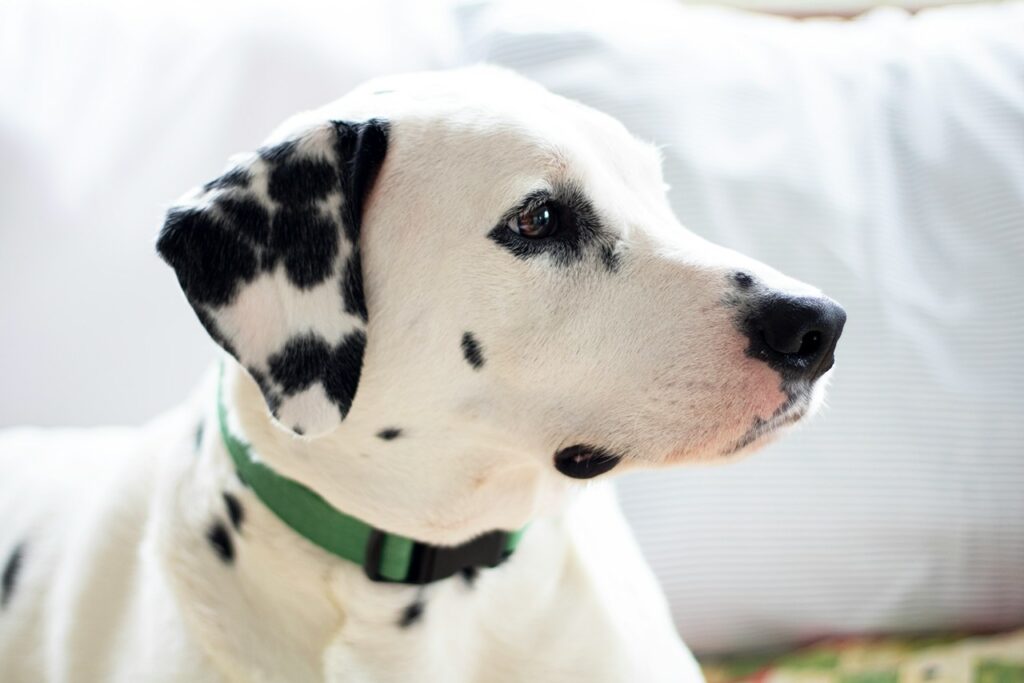 Dalmation