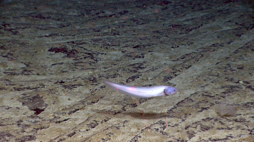 abyssal cusk eel