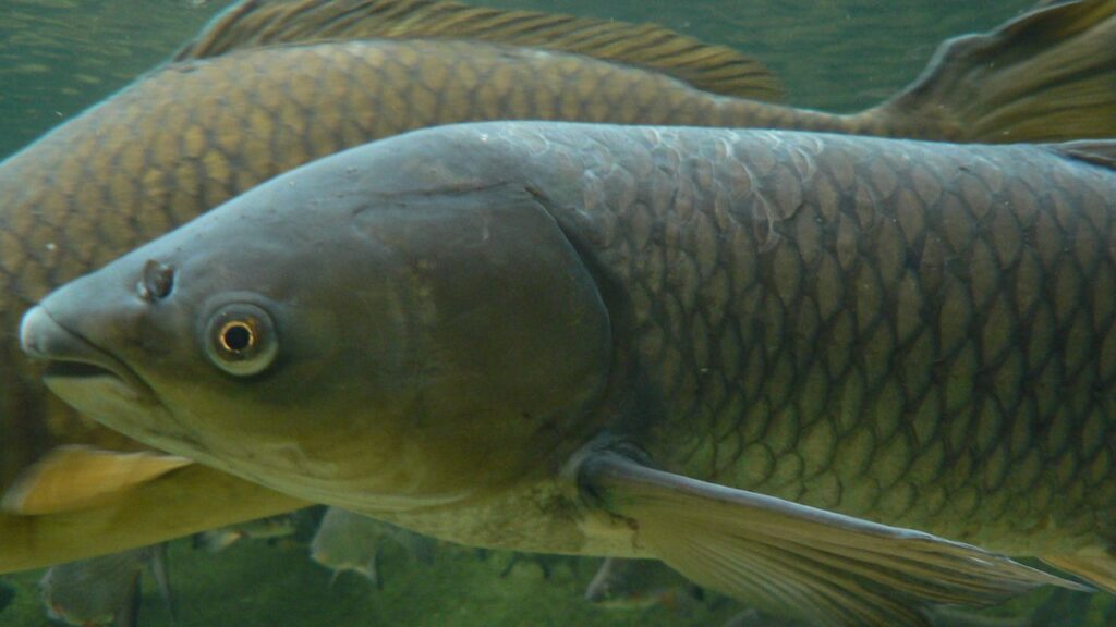 Grass carp
