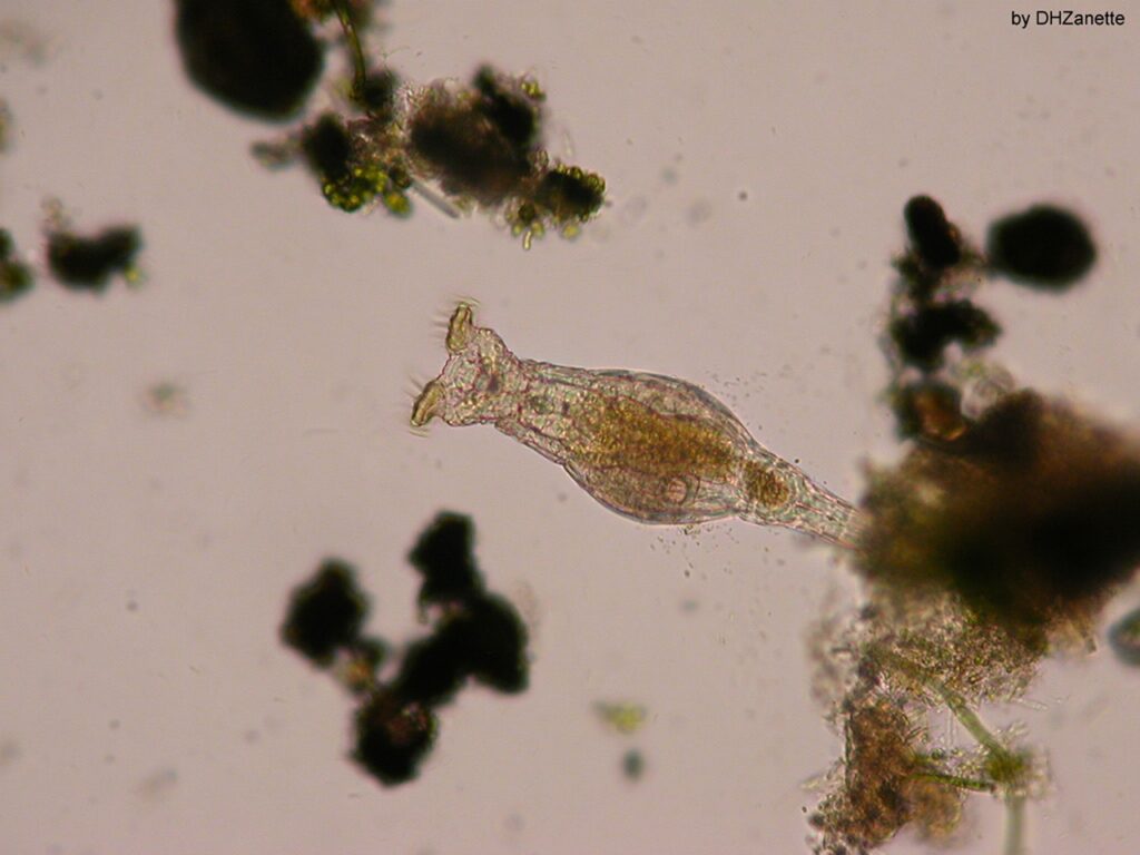 Bdelloid Rotifer