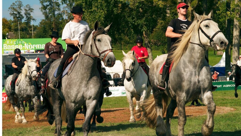 Percheron