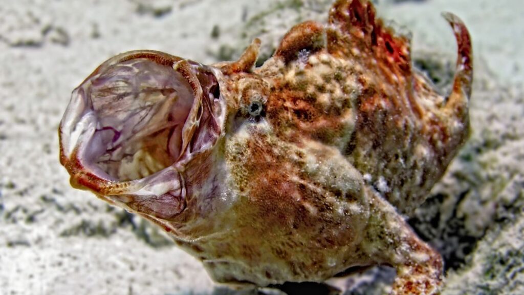 Frogfish
