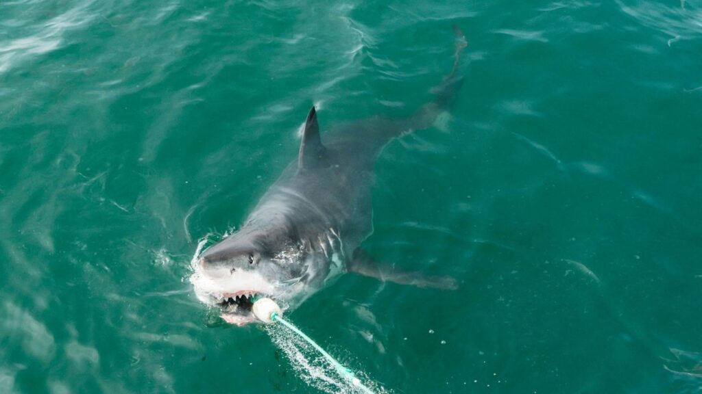 Great white shark
