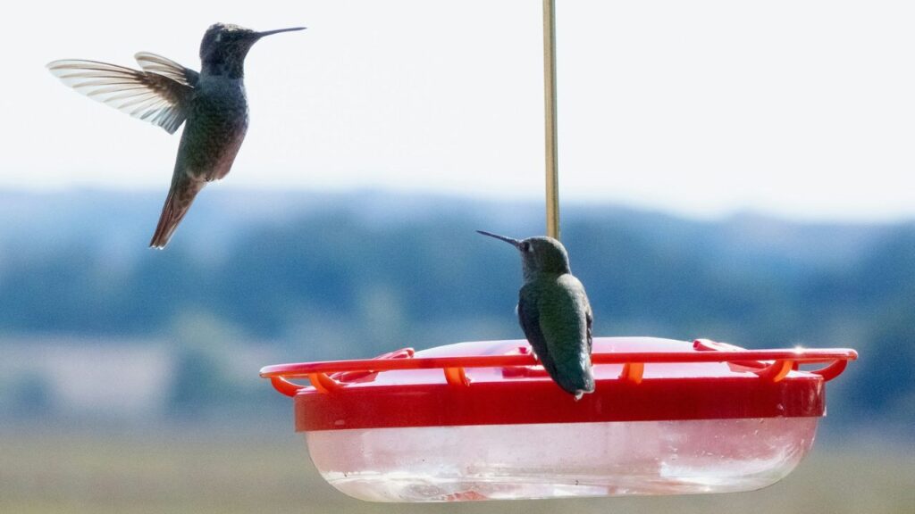 Humming Bird Feeder