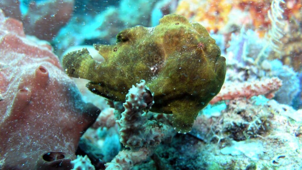 Frogfish