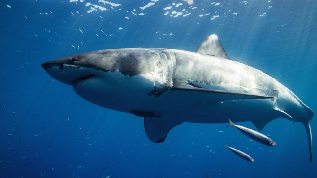 Great white shark