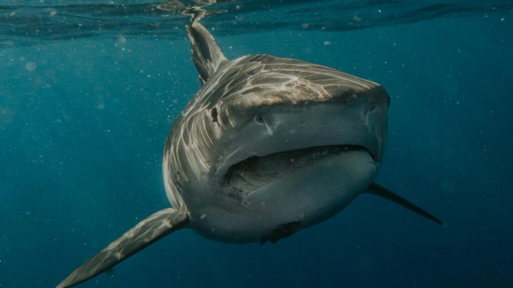 Great white shark