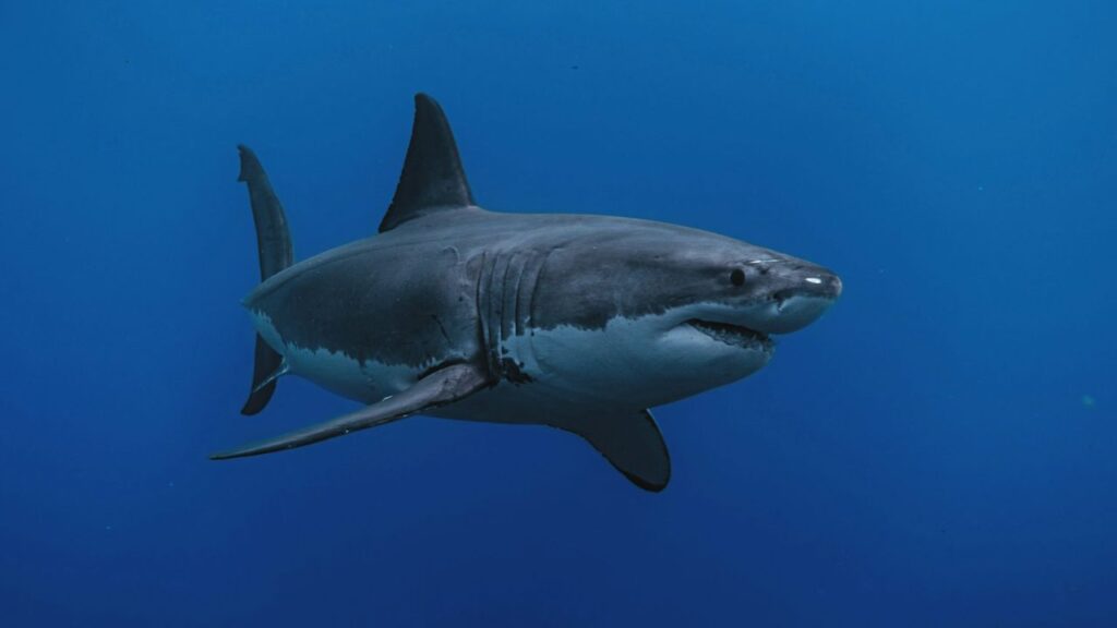 Great white shark