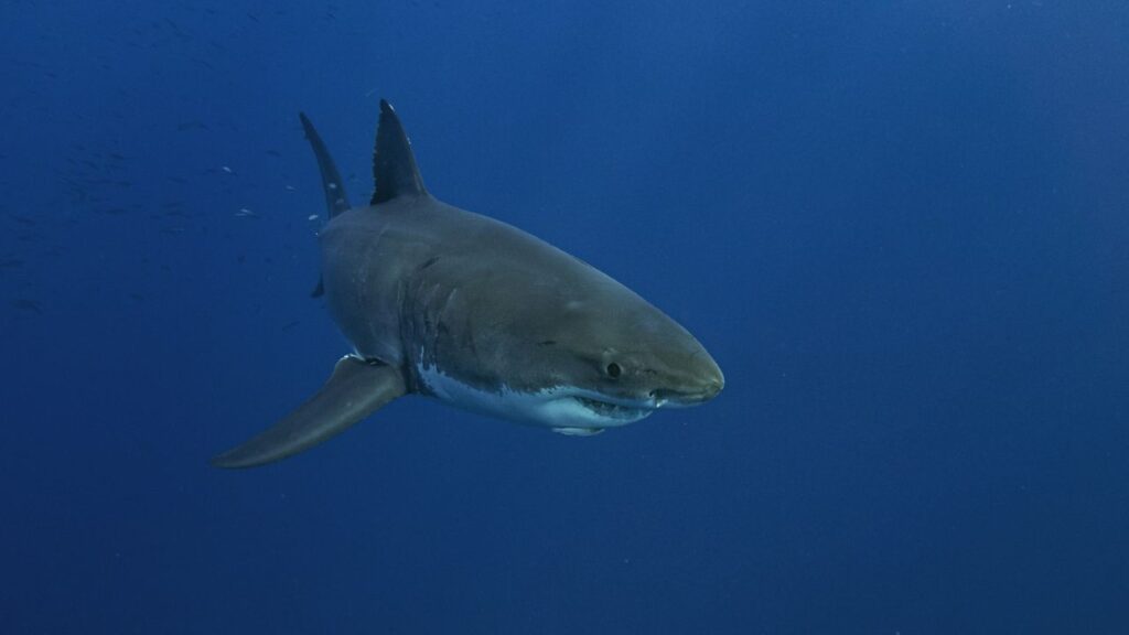 Great white shark