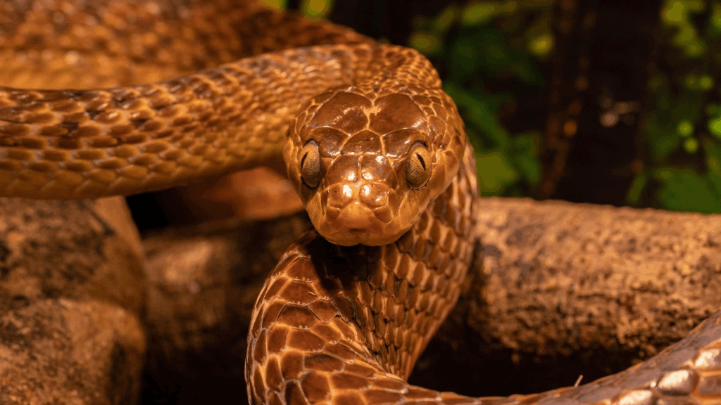 Snake wriggling
