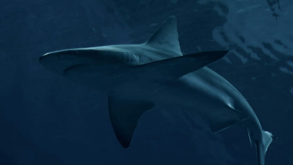 Great white shark