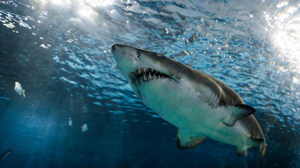 Great white shark