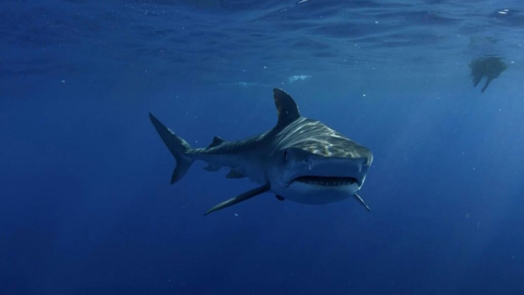 Great white shark