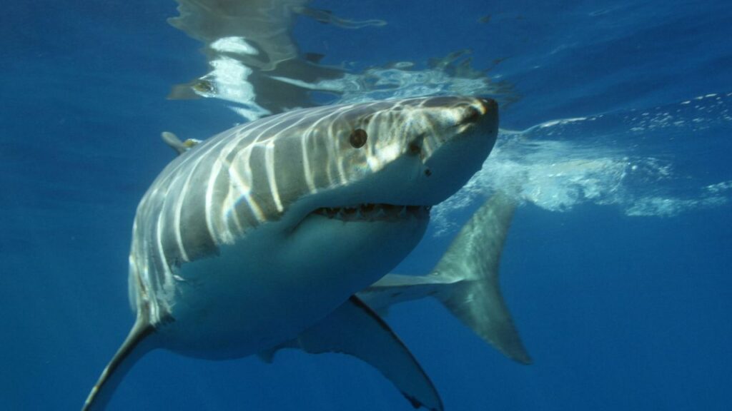 Great white shark